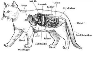 Getting to Know Your Cat’s Body: DIGESTIVE SYSTEM (GASTROINTESTINAL SYSTEM)