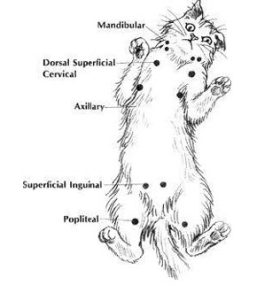 Getting to Know Your Cat’s Body: DIGESTIVE SYSTEM (GASTROINTESTINAL SYSTEM)