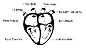 getting-to-know-your-cats-body-heart-and-blood-pic-1-300x178 Getting to Know Your Cat’s Body: HEART AND BLOOD