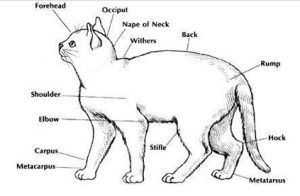 getting-to-know-your-cats-body-muscle-and-bone-300x196 Getting to Know Your Cat’s Body: MUSCLE AND BONE