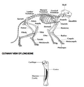 getting-to-know-your-cats-body-muscle-and-bone-pic-1-287x300 Getting to Know Your Cat’s Body: MUSCLE AND BONE