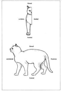 getting-to-know-your-cats-body-physical-examination
