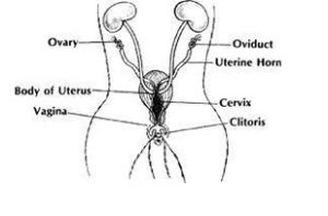 Getting to Know Your Cat’s Body: REPRODUCTIVE AND URINARY ORGANS