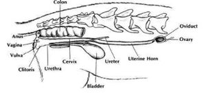 Getting to Know Your Cat’s Body: REPRODUCTIVE AND URINARY ORGANS