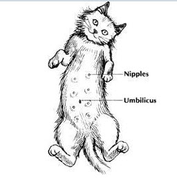 getting-to-know-your-cats-body-skin-integumentary-system-pic-3 Getting to Know Your Cat’s Body: SKIN (INTEGUMENTARY SYSTEM)