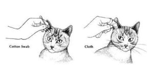 how-to-care-for-a-healthy-cat-grooming-pic-1-300x146 How to Care for a Healthy Cat: GROOMING