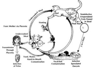 How to Care for a Healthy Cat: PROTOZOANS