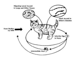 how-to-care-for-a-healthy-cat-roundworms-nematodes-300x245 How to Care for a Healthy Cat: ROUNDWORMS (NEMATODES)