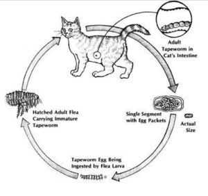 how-to-care-for-a-healthy-cat-tapeworms-cestodes-300x282 How to Care for a Healthy Cat: TAPEWORMS (CESTODES)
