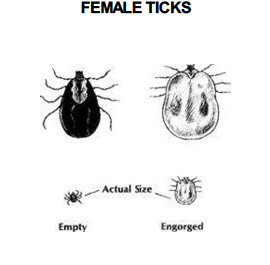 How to Care for a Healthy Cat: TICKS and LICE