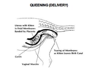 Breeding and Reproduction: delivery
